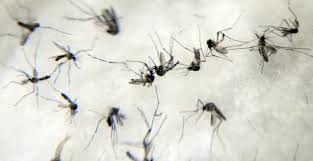 Cientistas desenvolvem armadilha para combater o mosquito da dengue