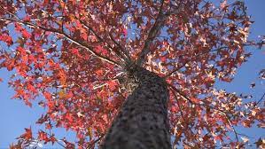 Saiba como deve ser o clima no outono de 2024 no Rio Grande do Sul