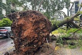 Sobe para 36 o número de municípios com estragos provocados pelo ciclone no RS