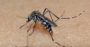 Três Passos se aproxima dos 3500 casos oficiais de dengue; veja novo boletim