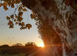 Começo do veranico: quinta-feira terá sol e elevação da temperatura no RS